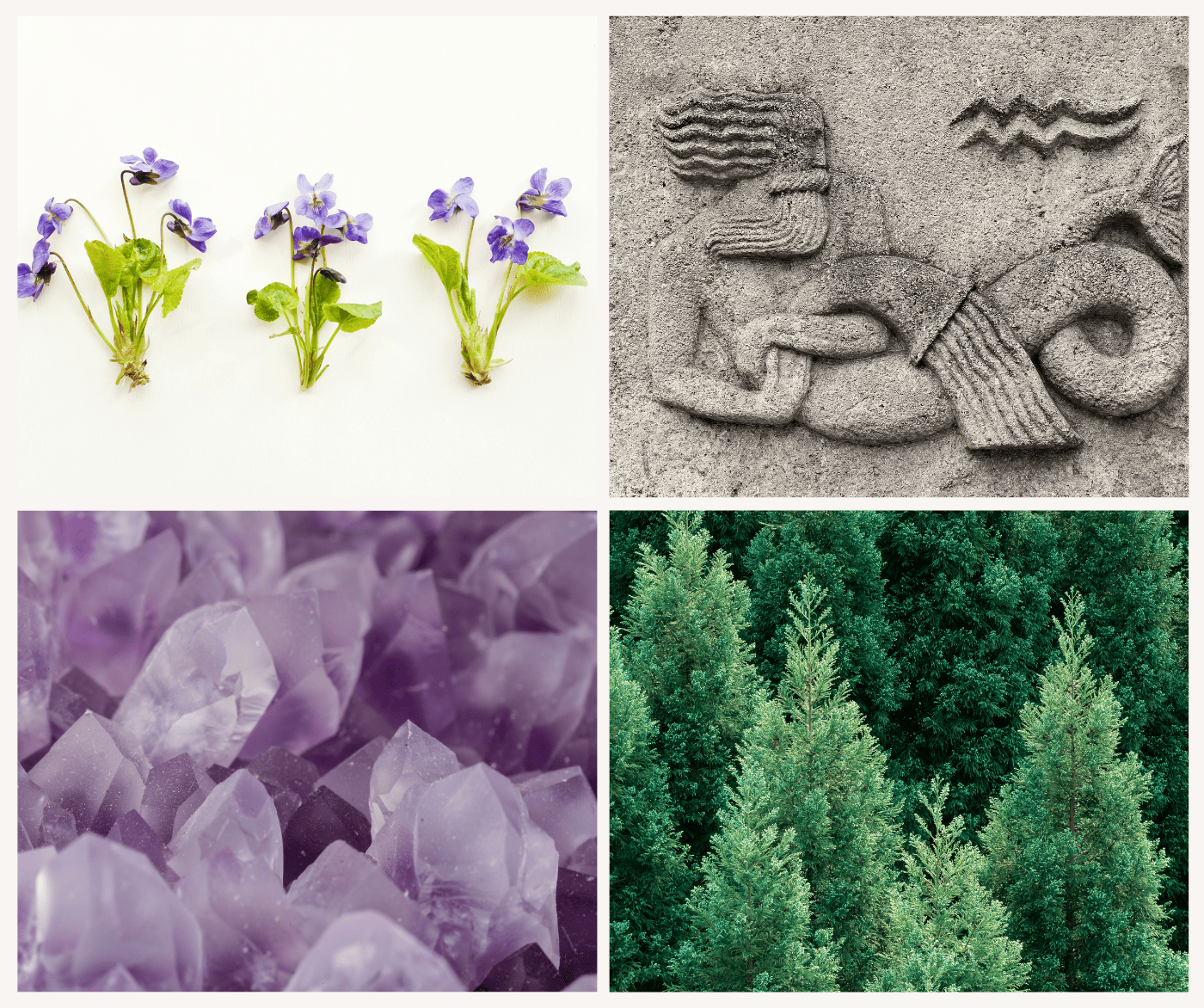 Collage of symbols of love, including Claddagh ring, rose, bamboo, swan, primrose, and elephants